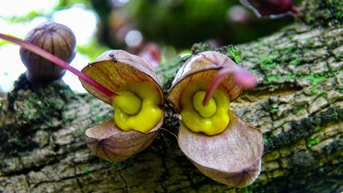 Crescentia alata - Whole tree
