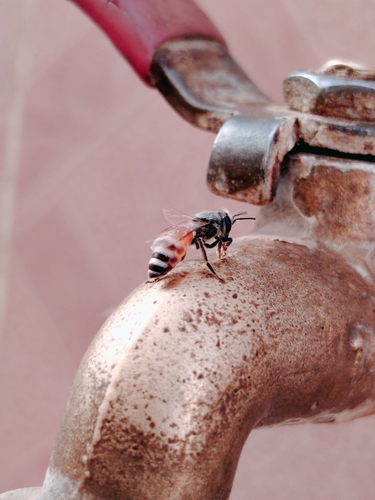 Red Dwarf Honey Bee
