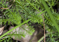 Myriophyllum papillosum