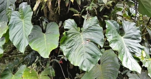 Philodendron schottianum, photograph 4