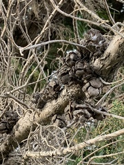 Hesperocyparis macrocarpa