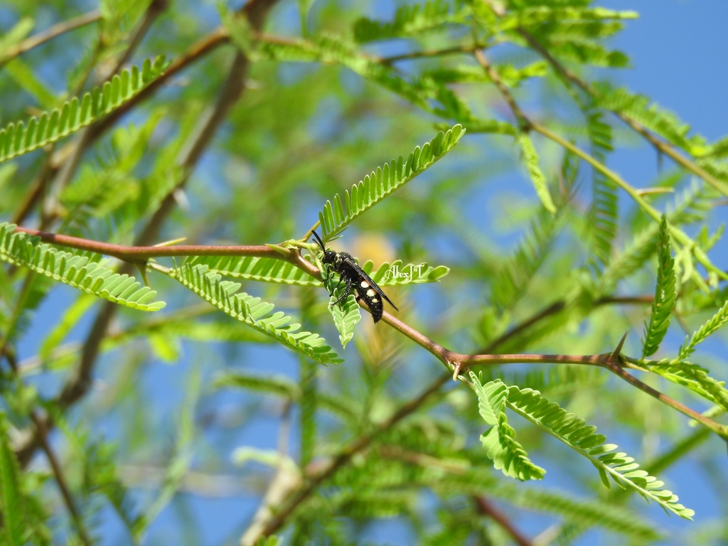 Scolia guttata