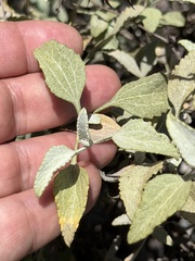 Ambrosia chenopodiifolia, photograph (c) Ian McFaul, some rights reserved (CC BY)