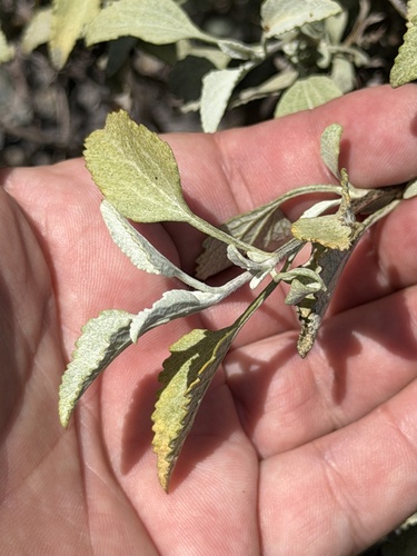 Ambrosia chenopodiifolia, photograph 5