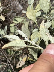 Ambrosia chenopodiifolia, photograph (c) Ian McFaul, some rights reserved (CC BY)