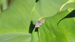 Zizina otis labradus