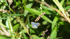 Zizina otis labradus