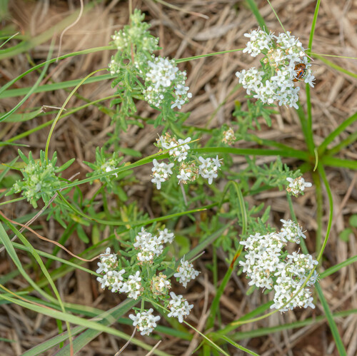 Selago densiflora, photograph 6