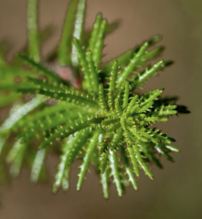 Myriophyllum papillosum