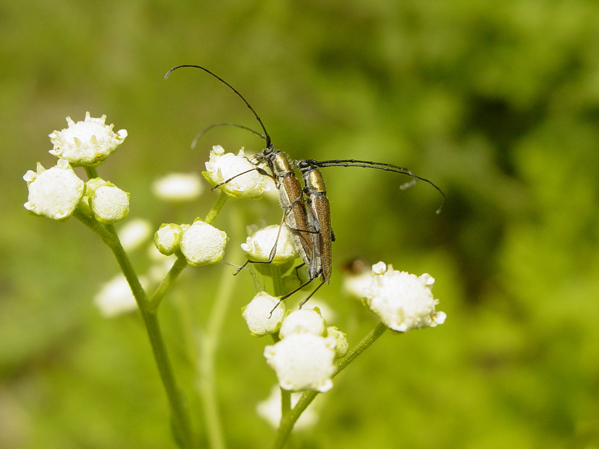 Rhopalophora dyseidia image