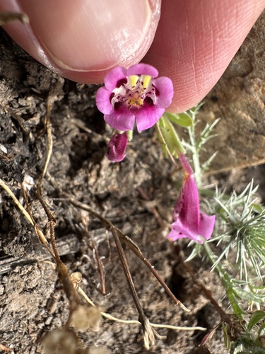 iNaturalist observation photo of tricolor monkeyflower