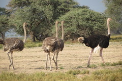 Struthio camelus massaicus
