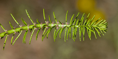 Myriophyllum papillosum