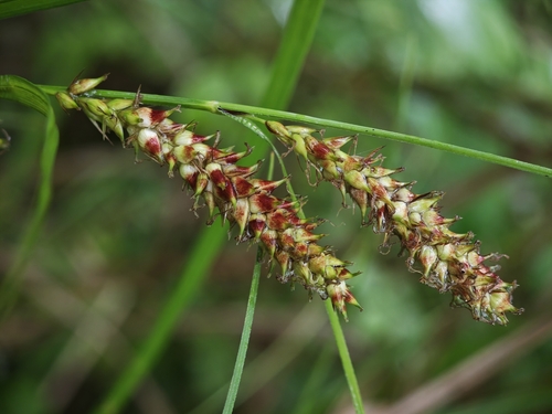 Carex argyi iNat (2)