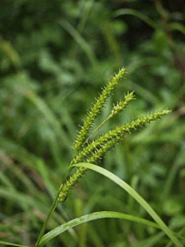 Carex subtumida iNat (3)