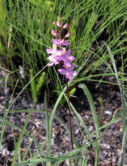 Calopogon multiflorus