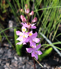 Calopogon multiflorus