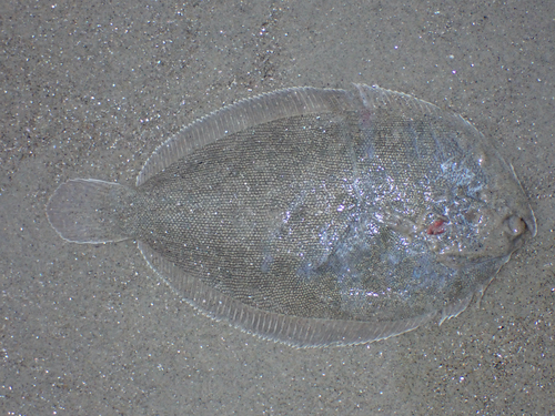 New Zealand turbot (Colistium nudipinnis) — Pleuronectidae