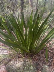 Doryanthes excelsa