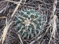 Mammillaria magnimamma