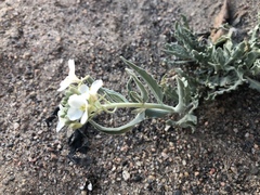 Dimorphocarpa wislizeni