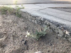 Dimorphocarpa wislizeni