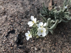 Dimorphocarpa wislizeni