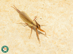 Pyrgomantis rhodesica