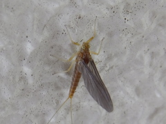 Ephemeroptera