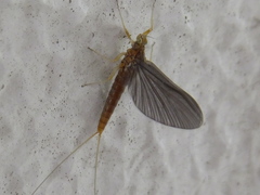 Ephemeroptera