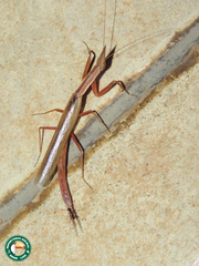 Pyrgomantis rhodesica