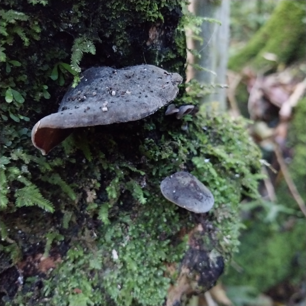 Auricularia cornea · April 2026 · photo: © kiwialli (iNaturalist, cc-by)