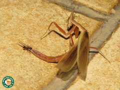 Pyrgomantis rhodesica