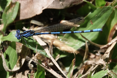 Argia elongata