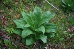 Frasera caroliniensis