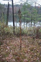 Frasera caroliniensis