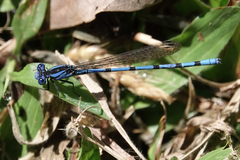 Argia elongata