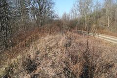 Frasera caroliniensis