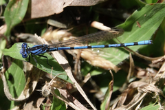 Argia elongata