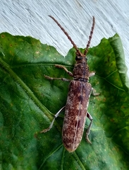 Rhytidodera simulans