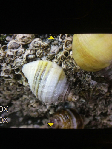 Nucella lapillus
