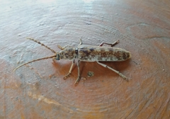 Rhytidodera simulans