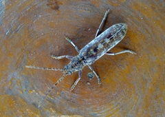 Rhytidodera simulans