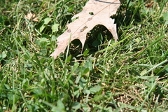 Calliopsis andreniformis