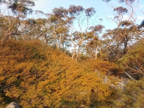 Nothofagus gunnii (Nothofagus gunnii)