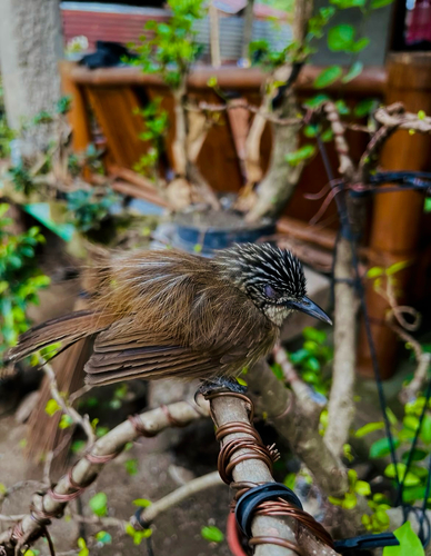 Macronus striaticeps observed 2026-04-27