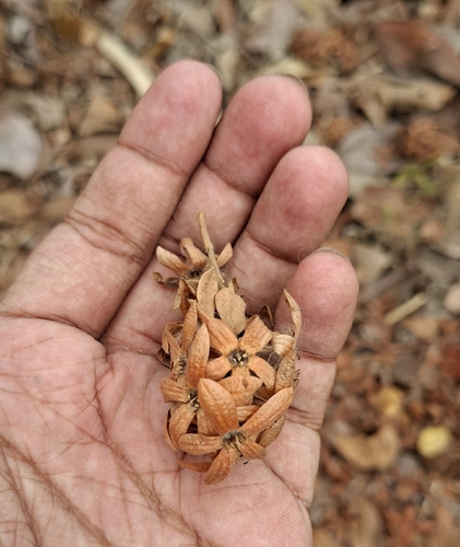 Getonia floribunda observed 2026-04-27