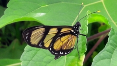 Methona themisto