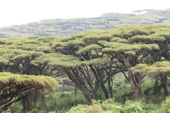 Acacia abyssinica image