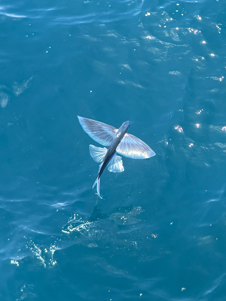 Mirrorwing Flyingfish